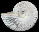 Silver Iridescent Ammonite - Madagascar #51500-1